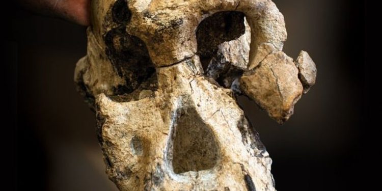 Por que crânio descoberto na Etiópia pode mudar o que sabemos sobre evolução humana