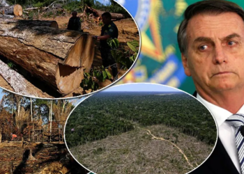 Assim como a Alemanha, Noruega suspende repasses para a proteção da Amazônia