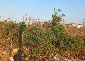 Terreno Baldio no Lima Verde Gera Transtornos para Moradores: Foco de Lixo, Queimadas e Insegurança
